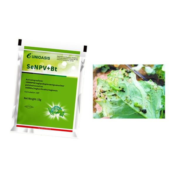 Cruciferous Green Vegetables Organic Pesticide SeNPV Pests Spodoptera Exigua Beet Armyworm Killing