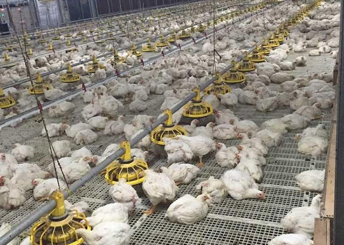 1.1kw Automatic Chicken Feeders And Waterers 450kg/H Delivery