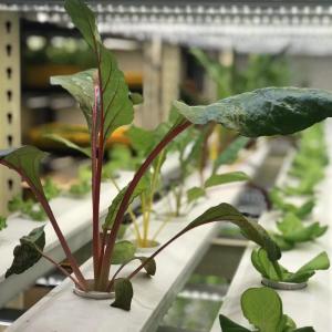 Intelligent Temperature Control Department Shipping Container Greenhouse for