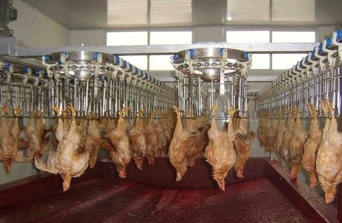 China Customizable and Durable Poultry Processing Line with Stainless Steel 304 wholesale