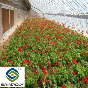 China Galvanized Agriculture Vertical Commercial Hydroponic Greenhouse Multi Span on sale