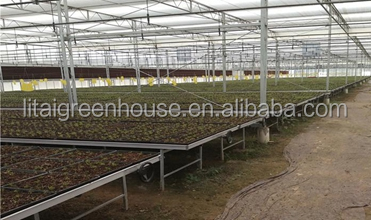 Customized Size Film Covered Poultry Farm Greenhouse Length 30-100m with Film Cover