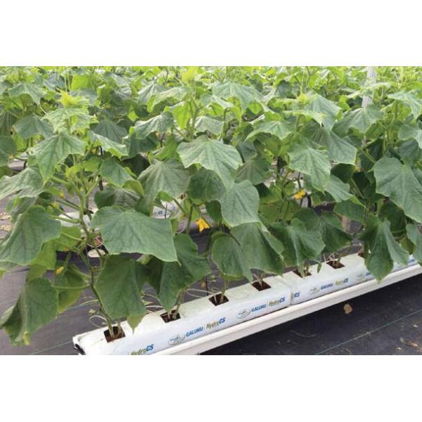 Cucumber Greenhouse Hydroponic Systems Galvanized Frame Thin Film Structure