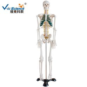 China Lab Educational Anatomical Skeleton Model With Spinal Nerves VIC-102A wholesale