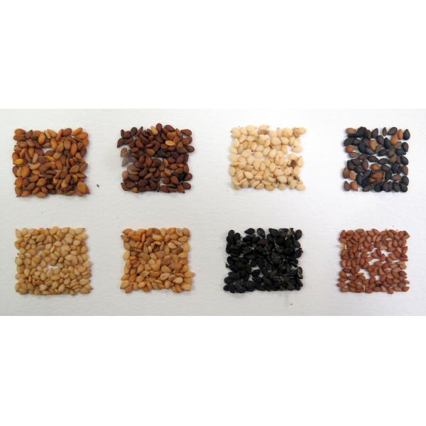 Industry Grade 8 T/H Sesame Color Sorter CCD Image Acquisition