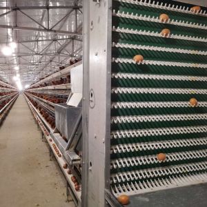 Buy cheap “A” Type Layer Chicken Cage Equipment from wholesalers