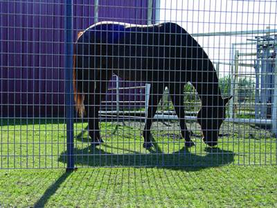 Galvanized iron wire mesh construction welding network welded wire mesh galvanized welded wire mesh