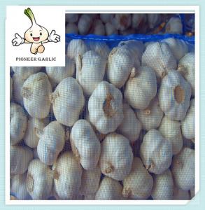 China fresh pure white normal white natural fresh garlic exporter wholesale