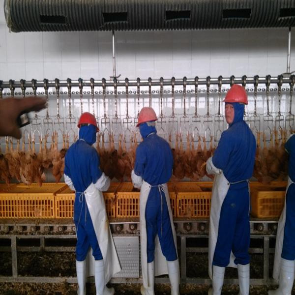 500BPH Automatic Poultry Slaughtering Equipment Chicken Slaughter Line 304