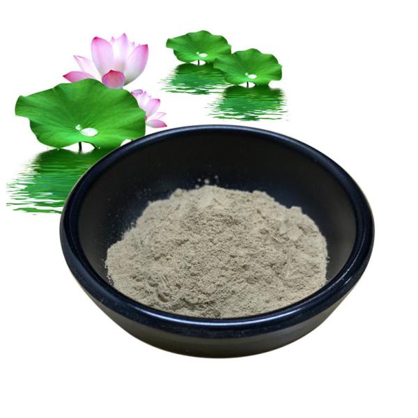 Quality Lotus Leaf Herbal Extract Powder 10% 50% 98% For Dieting Weight Control for sale