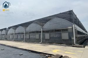 China Commercial Multi Span Large Scale Greenhouse With Automatic Watering System wholesale