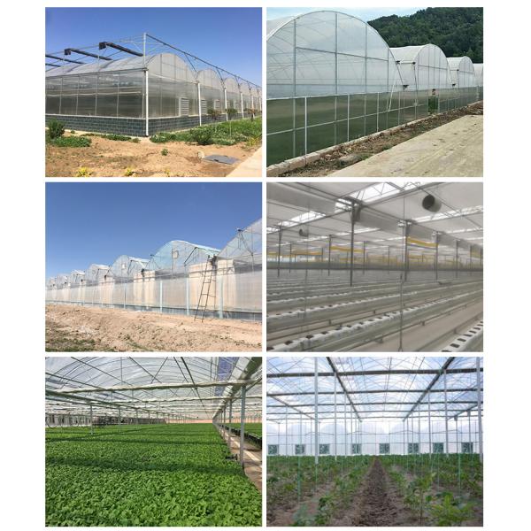 Customizable Size Multi-Span Agricultural Invernadero with Advanced Hydroponic System