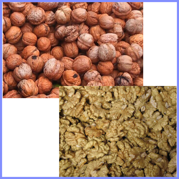 walnut sheller, walnut cracker