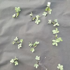 China Spunbonded 70GSM 100GSM Weed Barrier Fabric PP Non Woven Material wholesale