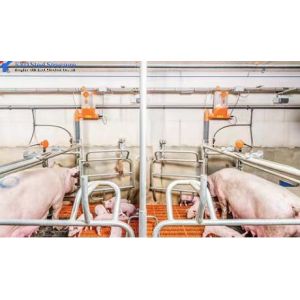 China Customized Piggery Shed Steel Structure Animal Husbandry Green House wholesale