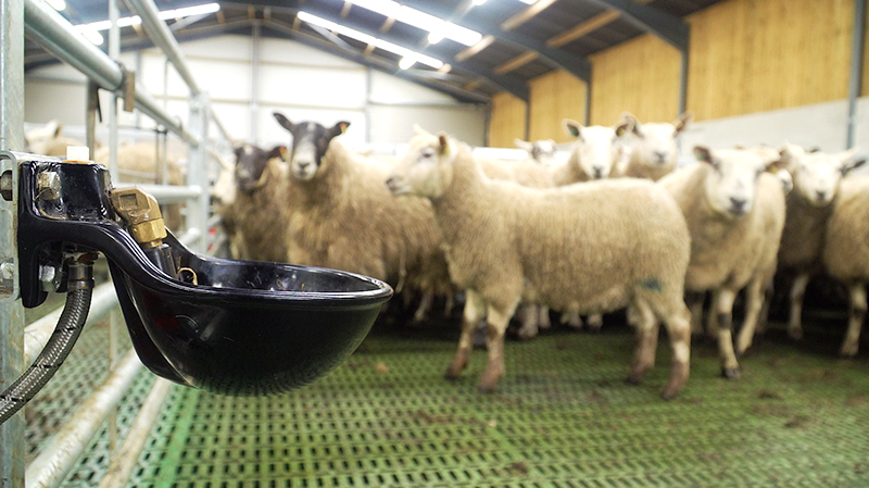 Q235 Low Carbon Steel Heavy Pre Design Sheep/Cow Shed Steel Structure Farm Houses Commercial Chicken Houses
