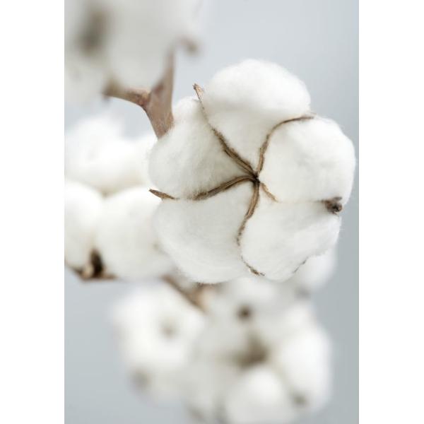 Compact Twill Denim Fabric Sulfur Multi Color Super Wide Width