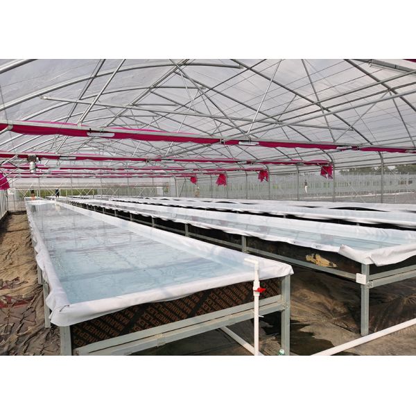 Temperature Controlled DWC Hydroponics System High Density For Intensive Vegetable Planting