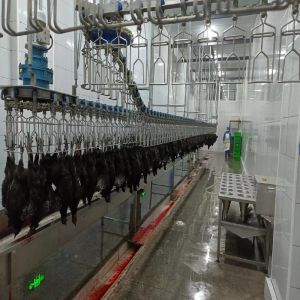 China Automatic Halal Poultry Slaughter Machine 500 bph Chicken Plucking Machine on sale