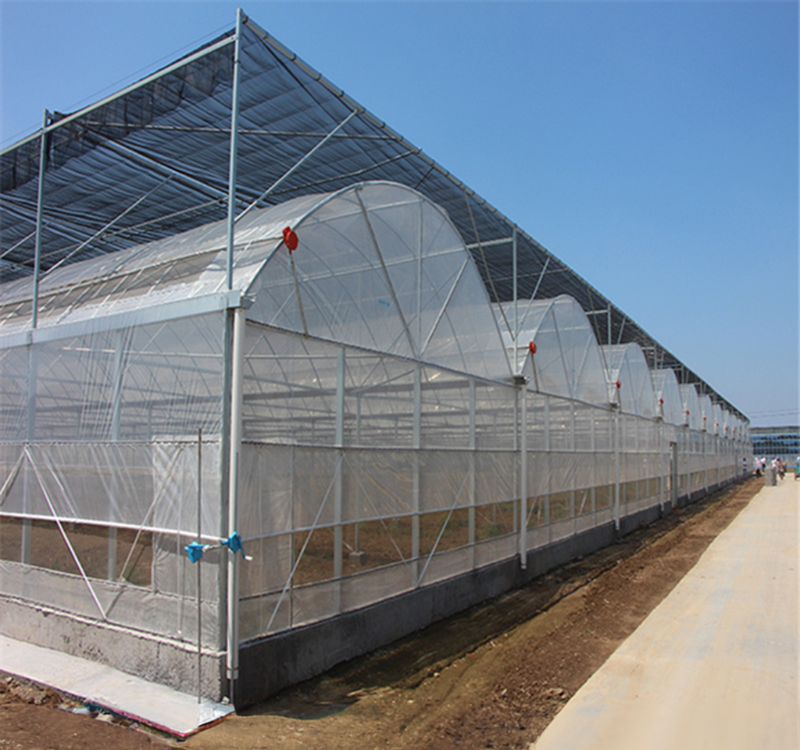 Vegetable Fruits Flowers Film Greenhouse Chinese Multi Span Greenhouse for Tomato Agriculture