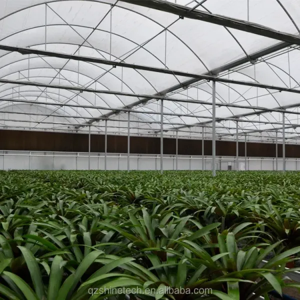 Large Multi Span Agricultural Film Greenhouses With Optional Cooling System