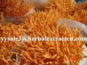 China Cordyceps Sinensis Extract,Polysaccharides 15%, Enhance immunity, Reishi Mushroom Extract ,Polysaccharides 30%, Chinese on sale