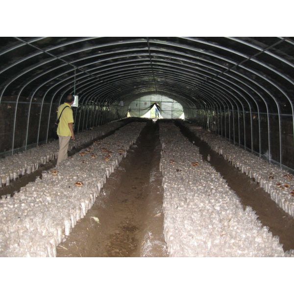 Indoor Mushroom Greenhouse Hot Dip Galvanized Steel Three Layer PEP Plastic Film