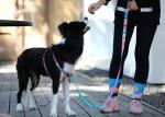 Front Connect Easy Walk Dog Harness Small Medium