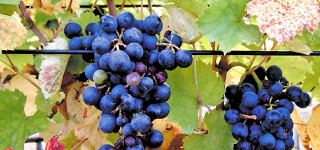 Bed Support Agriculture Polyester Wire Anti UV 730 CN/Dtex Alkali Resistant