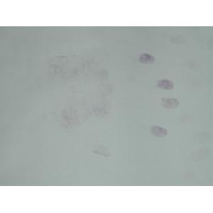 C003 Ninhydrin solution