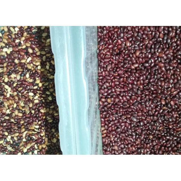 Optical Coffee Beans Color Sorter Machine For Rejecting Fresh And Roasted Coffee Beans For Farm