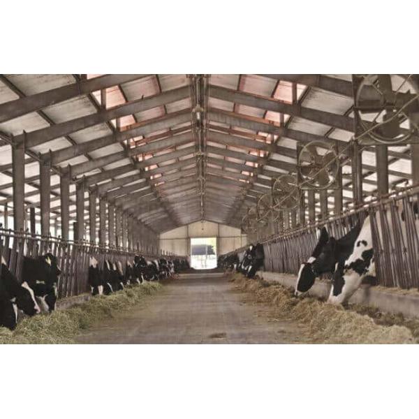 steel structure livestock buildings