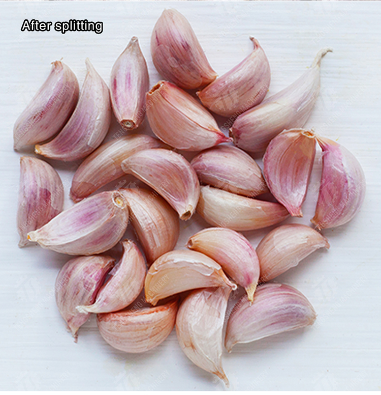 Garlic splitting machine minced garlic processing production Line