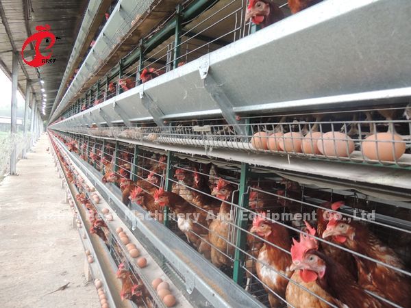 Automatic Battery Poultry Cage Cold Galvanized For Laying Chickens In Africa Market Iris