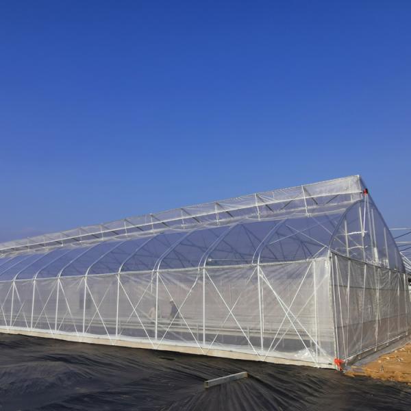 UV Resistant Single Span Greenhouse 200 Micron Plastic Film Long Lasting