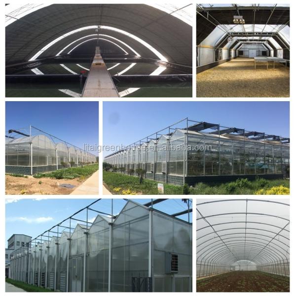 Film Covered Galvanized Greenhouse for Stable Structure and Vegetable Cultivation