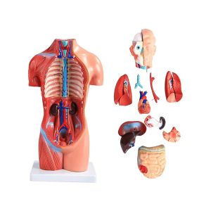4D 42cm 15 Parts Human Torso Body Anatomy Model