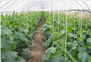 Vineyard Polyester High Strength Monofilament 2.5mm Alkali Resistant