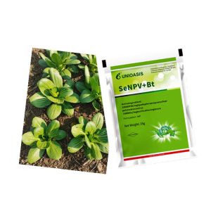Cruciferous Green Vegetables Organic Pesticide SeNPV Pests Spodoptera Exigua