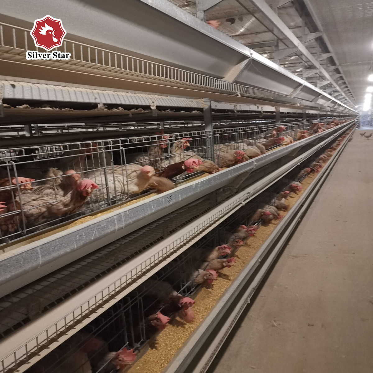 Hot Galvanized A Type 3 / 4 tier Chicken Cage Layer Poultry For Farming Equipment