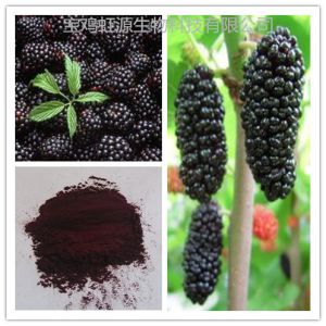 China High quality organic dried Mulberry Fruit Extract powder wholesale