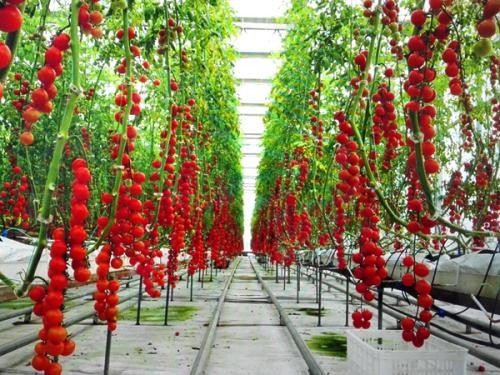 Food Grade PVC Planting Trough for Large-Scale Hydroponic Greenhouse Growing System