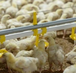 China Full Automatic 12 Birds PP Chicken Nipple Drinker System wholesale