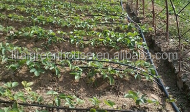 Customized Size Film Covered Poultry Farm Greenhouse Length 30-100m with Film Cover