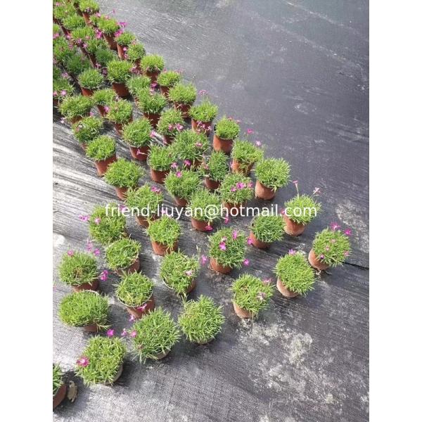 Modern 120gsm Weed Blocking Ground Cover Fabric UV Treated PP Ground Cover