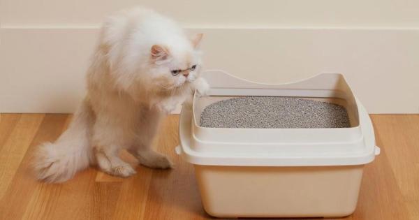 Quality Effective Odor Neutralizing Cat Litter Powder In 25kg Convenient for sale