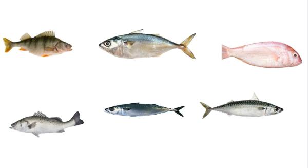 Quality Four Styles Automatic Fish Sizing Line And Grading Mackerel Line With High Speed for sale