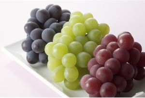 China organic grape seed extract powder 95% opc --Vitis vinifera L for healthcare ingredient wholesale