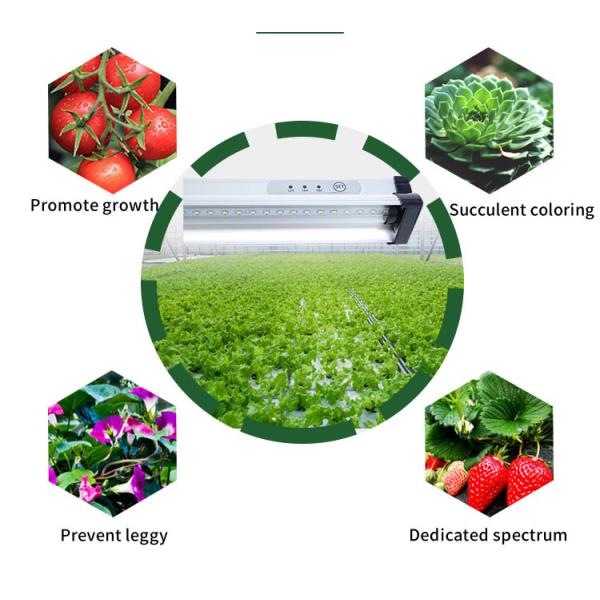 Home Mounted Aeroponic 6000K Led Grow Light Timer For Microgreen