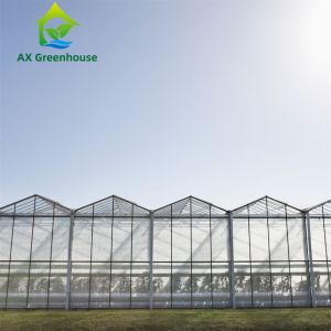 Buy cheap Triangle Roof Agricultural Glass Greenhouse 9.6m Width Winter Lettuce Greenhouse from wholesalers